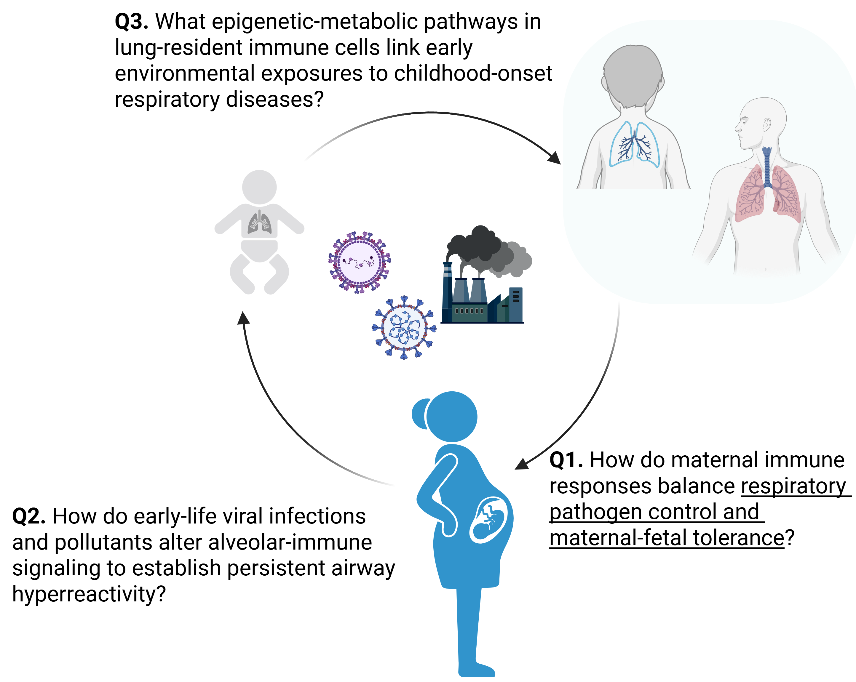 Developmental origins of respiratory disease